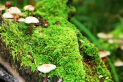 揭秘生肖兔的犯太岁年份，你了解多少？