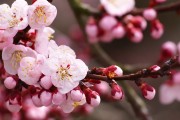 春花秋月之美，揭秘其所属生肖之谜