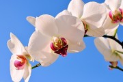 属狗适合戴什么生肖手链，属狗人的生肖手链佩戴指南，生肖饰品选择与搭配技巧